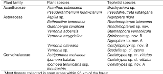 Image result for Pseuderanthemum ludovicianum