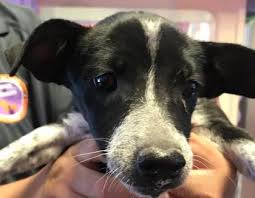 Black And White Cattle Dog Animal Id 39314842 Species Dog Breed Dachshund Miniature Smooth Haired Australian Cattle Dog Age 2 Mont Dog Ages Cattle Dog Australian Cattle Dog