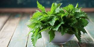 Pomoci Kopriv Lze Perfektne Umyt Okna Herbs Stinging Nettle Plants