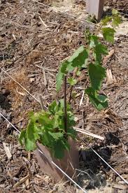 Viticulture Oenologie Viticulture Les Principales Causes Des Echecs De Reprise