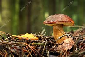 Image result for Boletus badius