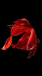 Iphone Fish Wallpapers Free Download Pixelstalk Net Fish Wallpaper Fish Wallpaper Iphone Betta Fish