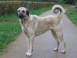 Anatolische Herder Of Kangal Rassen Honden Hondenrassen Anatolische Herder Hondenrassen Herdershond
