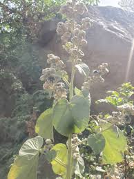 Image result for Abutilon angulatum