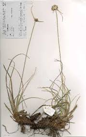 Image result for Cyperus obtusiflorus