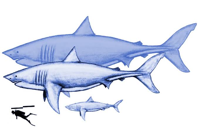 The Real-Life Meg - JSTOR Daily
