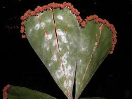 Image result for Schizaea