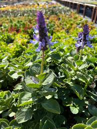 Image result for Plectranthus swynnertonii