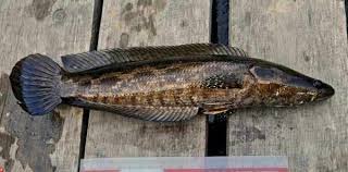 Untuk mengetahui budidaya pembesaran, silahkan baca artikel panduan lengkap budidaya ikan mas. Rahasia 10 Umpan Ikan Gabus Paling Jitu Dan Ampuh