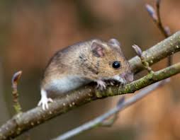 A mouse can slip through holes and gaps as small as 1/4 inch, or roughly the size of a pencil. Mouse Symbolism Dreams And Messages Spirit Animal Totems