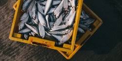 Contohnya adalah jenis ikan air laut tuna yang kaya akan asam lemak omega 3 yang sangat baik bagi kesehatan jantung. 10 Jenis Ikan Laut Konsumsi Masyarakat Kaya Gizi Dan Manfaat Kesehatan Merdeka Com