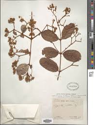 Image result for Hippocratea apocynoides