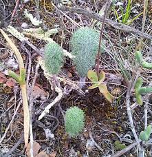 Image result for Eriospermum porphyrium