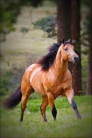Sugar Cream American Quarter Horse Cavalos Bonitos Imagens De Cavalos Cavalos E Caes