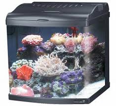 Acquario marca wave x cube, capacità 31,5 litri , adatto a pesci tropicali o pesci rossi. Il Fascino Dei Nano Acquari Come Realizzare Un Acquario