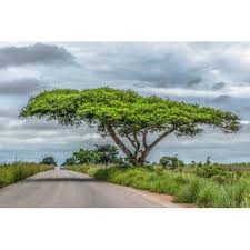 Image result for Acacia tortilis