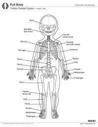 Skeletal System Anatomy In Children And Toddlers Overview Gross Anatomy Microscopic Anatomy Skeletal System Anatomy Anatomy Reference Skeletal System