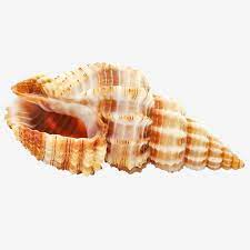 Aesthetic Beautiful Sea Conch Shells Sea Clipart Beautiful Fine Png Transparent Clipart Image And Psd File For Free Download Sea Clipart Conch Shell Japanese Sea