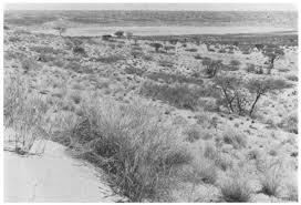 Image result for Plinthus cryptocarpus