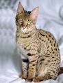 Bengal cat - Wikipedia