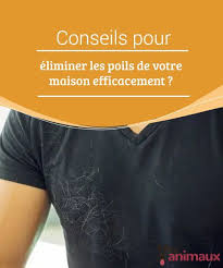 My Animals Blog Sur Les Conseils Les Soins Et Tout Ce Qui Concerne Le Monde Animal Chat Sans Poil Poils Salon De Toilettage