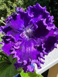 Image result for Streptocarpus kamerunensis