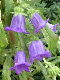 Image result for Campanulaceae