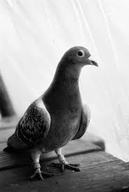 Black And White Racing Pigeon Pigeon Racing Pigeons Pet Birds