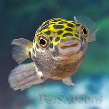 Fresh Water Spotted Puffer Brackish Petsolutions Freshwater Fish Aquarium Fish Cool Fish fresh water spotted puffer brackish