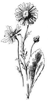 Black And White Daisy Flower Clipart 12 Daisy Images Lovely Botanical Illustration Black And White Daisy Drawing Botanical Drawings