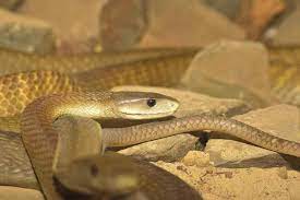 11 Largest Living Snakes In The World Black Mamba Snake Animals Of The World