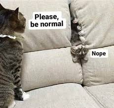 Please Funny Pet Costumes Funny Animal Memes Cute Funny Animals