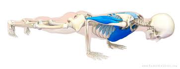 The Daily Bandha Easing In To Chaturanga Dandasana Chaturanga Dandasana Yoga Anatomy Chaturanga