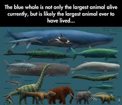 Biggest Thing On Earth Largest Animal Ever Animal Facts Large Animals
