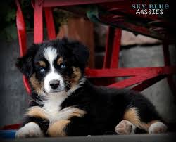 Black And Tan Australian Shepherd Puppies For Sale Australian Shepherd Puppies Available For Sale Australian Shepherd Puppies Aussie Puppies Australian Shepherd