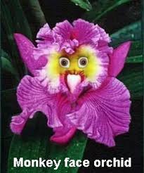 Monkey-face-orchid-1 | Feeling