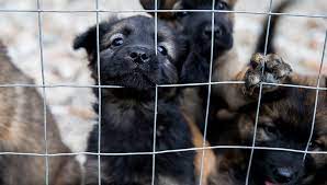 Enough to last a week. Starting A Pet Food Bank In Your Area