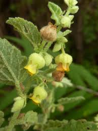 Image result for Hermannia floribunda