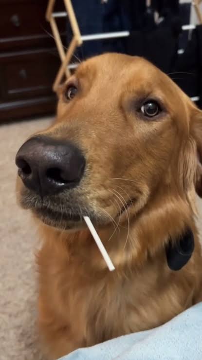 Hund frisst das Essen des Babys #lustigesbaby #süß #liebe #niedlich #h... |  TikTok