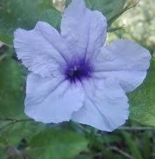 Check spelling or type a new query. Bunga Liar Yang Cantik Dan Unik Peakd