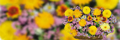 We did not find results for: Send Flowers To Bangalore Online Flower Delivery In Bengaluru