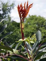 Image result for Cunonia capensis