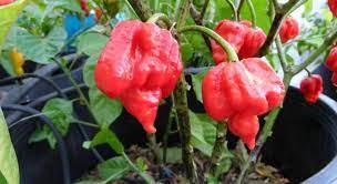 Antara cili yang paling pedas didunia. 5 Jenis Cili Tahap Pedas Giler Di Dunia Makanlena
