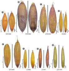 Image result for Andropogon fastigiatus