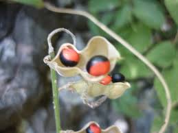 Image result for Rhynchosia elegans