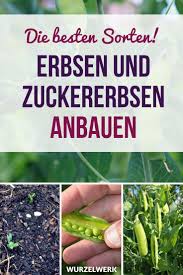 Erbsen Zuckererbsen Pflanzen Und Anbauen Hier Kommt Die Anleitung Egal Ob Deine Erbsen Im Topf P In 2020 Container Gardening Vegetables Growing Peas Garden Care