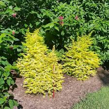 We did not find results for: Sunshine Ligustrum Naturehills Com