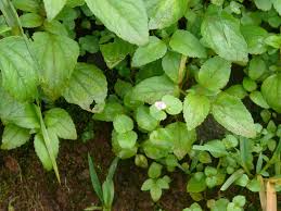 Image result for Craterostigma nummulariifolium