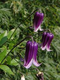 Most clematis are deciduous or evergreen twining climbers, with a variety of leaf textures, shapes and colours the range of flower colours is huge and includes shades of pink, white, red, purple, yellow and blue, or a combination of two. Clematis Rooguchi Scott Arboretum