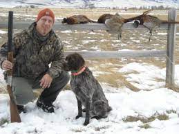 Search classifieds for wirehaired pointing griffon hunting dogs. About Us Cascade Griffons
